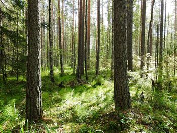 Pine trees in forest