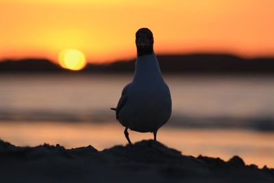 Seagull on land against sky during sunset