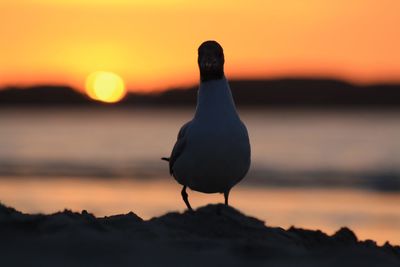 Seagull and sunset