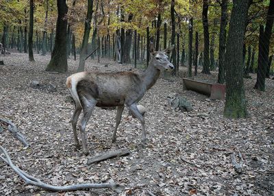 View of deer in the forest