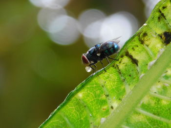 Close-up of insect on plant