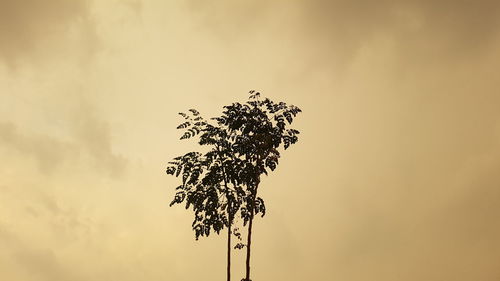 Low angle view of trees against cloudy sky