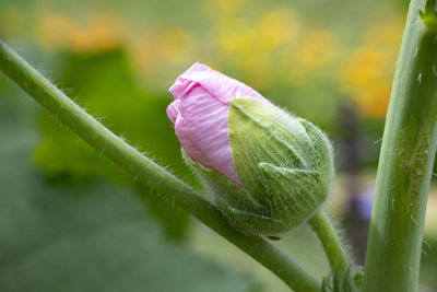 Close-up of pink flowering plant