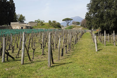 Vineyard in front of mount vesuvius in italy