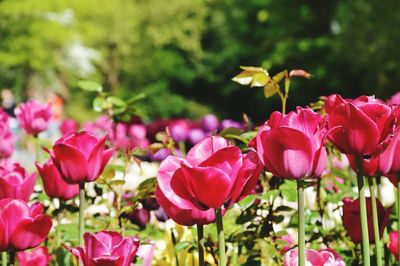Close-up of pink flowering plants on field