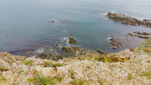 High angle view of plants by sea