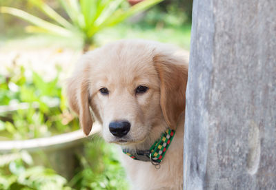 Close-up portrait of dog