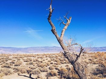 Bare trees on landscape against blue sky