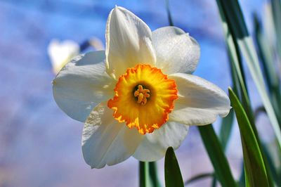 Close-up of flower against sky