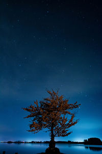 Low angle view of silhouette tree against sky at night