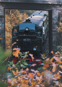 Reflection of trees on field