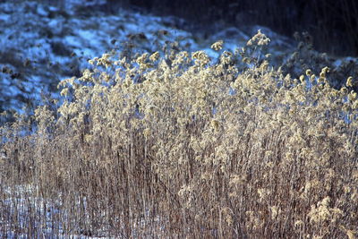 Close-up of plants growing on field during winter