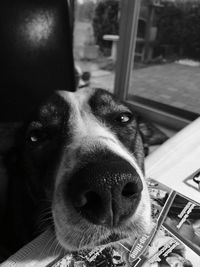 Close-up portrait of dog