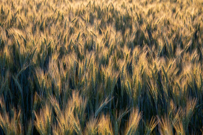 Full frame shot of crops on field