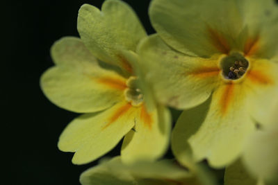 Close-up of yellow flower against black background