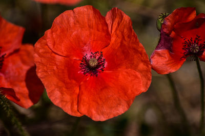 Close-up of red poppy flower