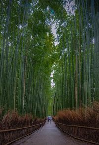 Road amidst bamboo groves in forest