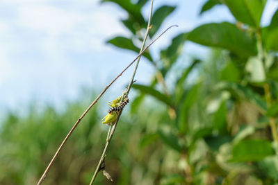 Close-up of butterfly on plant