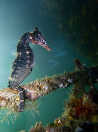 Close-up of fish swimming in sea