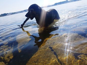 Dog on water