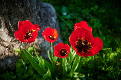 Close-up of red flowering plant in park