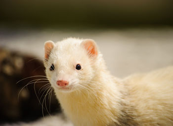 Close-up portrait of weasel