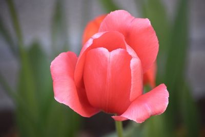 Close-up of pink flower against blurred background