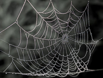 Close-up of spider web