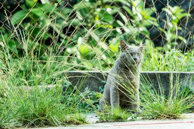 Portrait of cat sitting on grass