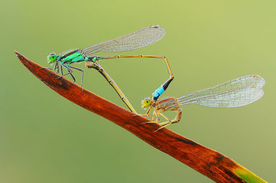 Close-up of dragonfly on leaf