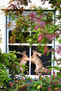 View of cat on plant