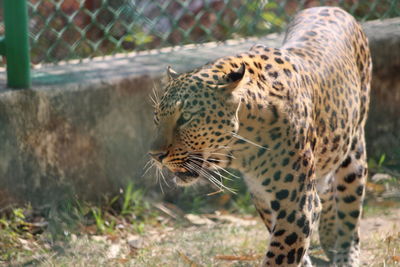 Close-up of tiger