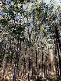 Low angle view of trees against sky