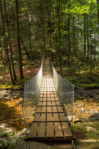 Footbridge amidst trees in forest