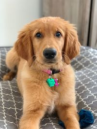 Close-up portrait of puppy