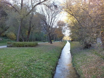 View of trees in park