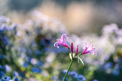 Close-up of pink flowering plant