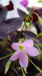 Close-up of pink flower blooming outdoors