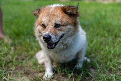 Portrait of dog sticking out tongue on field