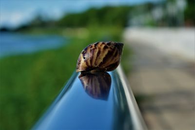 Close-up of snail