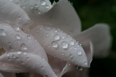 Close-up of water drops on leaf