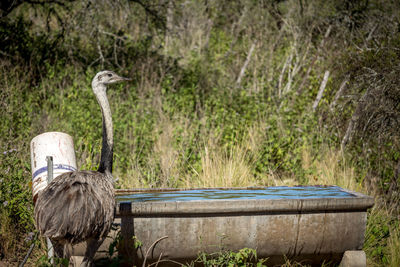 View of ostrich on a land