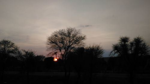 Silhouette trees against sky at sunset