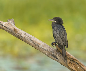 Close-up of bird perching on branch