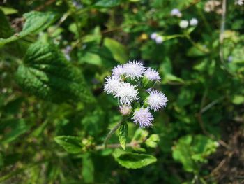 Close-up of white flowers