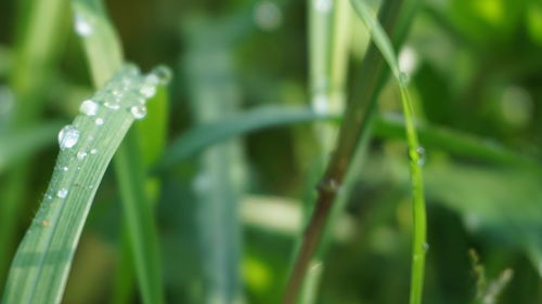 Close-up of raindrops on grass