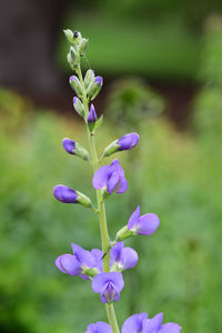 Blue wild indigo flowers in bloom