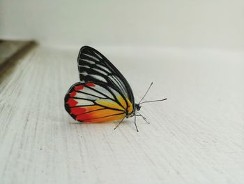 Colorful butterfly