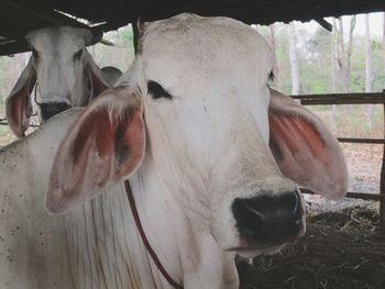 Close-up of cow