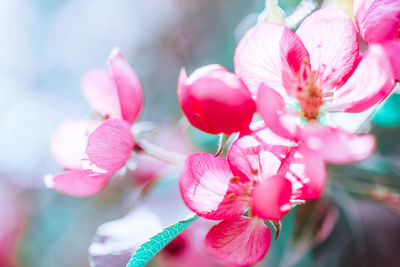 Close-up of pink flowering plant